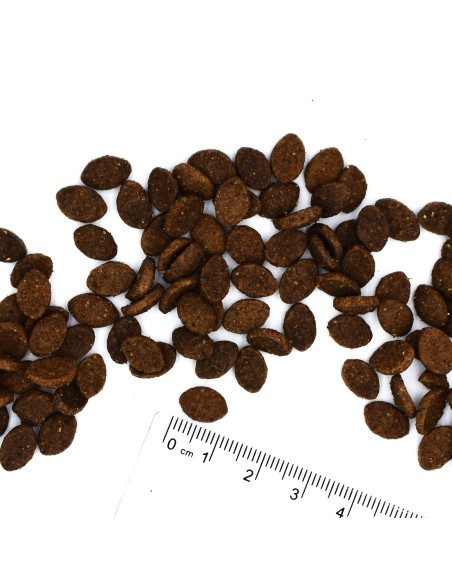 CAT BWILD ADULT ANCHOIS (szprotki) 1,5kg