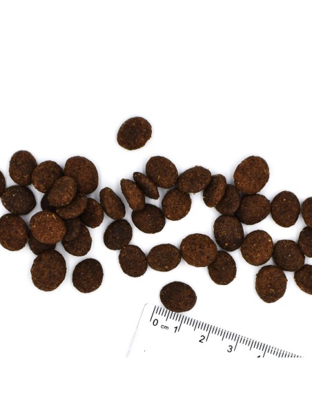 BWILD ADULT DZIK 2,5 kg