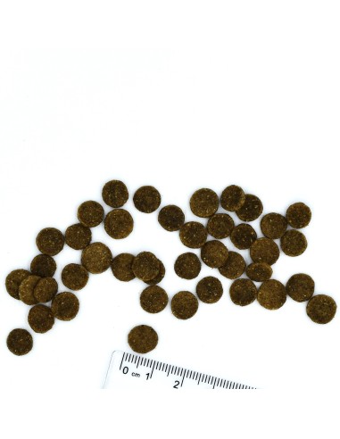 CAT BWILD GRAIN FREE ŁOSOŚ 1,5kg